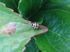 Cheilomenes sulphurea