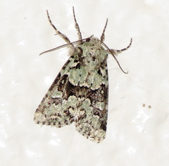 Lacinipolia strigicollis