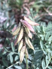 Astragalus micranthus