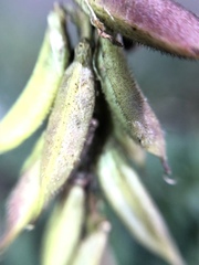 Astragalus micranthus