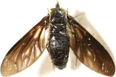 Pseudopenthes hesperis