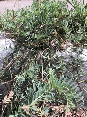 Astragalus micranthus