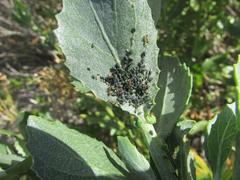 Senecio halimifolius