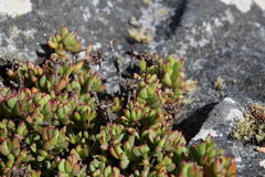 Lampranthus falciformis