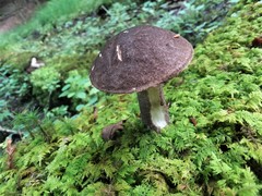 Leccinum snellii