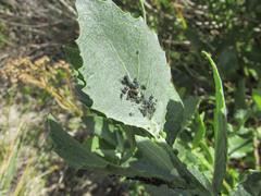 Senecio halimifolius
