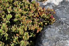 Lampranthus falciformis