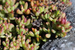 Lampranthus falciformis