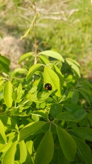 Harmonia axyridis