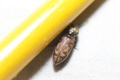 Prosternon bombycinum