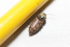 Prosternon bombycinum