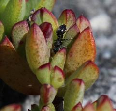 Lampranthus falciformis