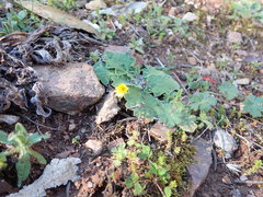 Cymbonotus lawsonianus