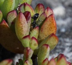 Lampranthus falciformis