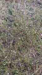 Symphyotrichum depauperatum