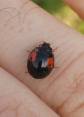 Harmonia axyridis