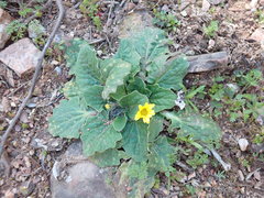 Cymbonotus lawsonianus