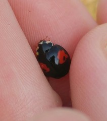 Harmonia axyridis