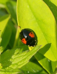 Harmonia axyridis