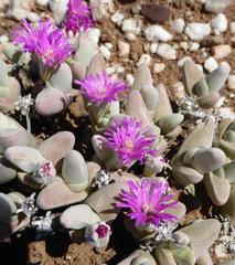 Gibbaeum pubescens