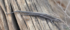 Urosaurus graciosus