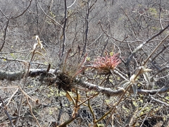 Tillandsia juncea