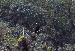 Psarocolius atrovirens