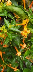 Bignoniaceae