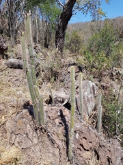 Nyctocereus serpentinus