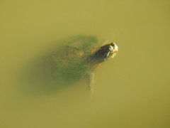 Trachemys scripta elegans