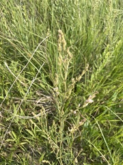 Lespedeza leptostachya