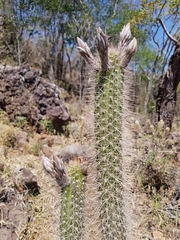 Nyctocereus serpentinus