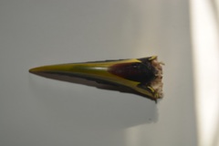 Aulacorhynchus prasinus