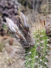 Nyctocereus serpentinus