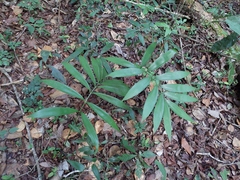 Zamia prasina