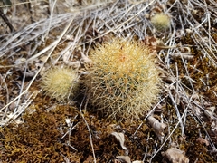 Mammillaria rhodantha fera-rubra