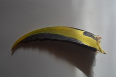 Aulacorhynchus prasinus