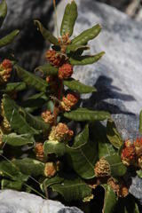 Morella kraussiana