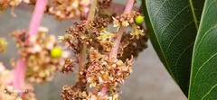 Mangifera indica