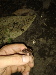 Pristimantis pteridophilus