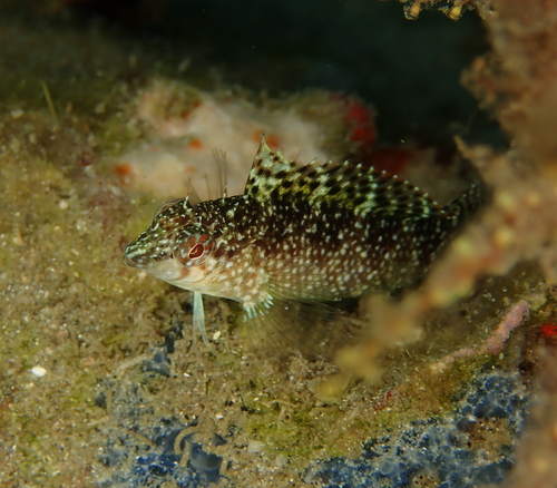 Roze slijmvis (Malacoctenus macropus) — Labrisomidae — 2