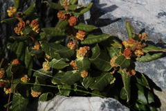 Morella kraussiana
