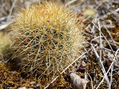 Mammillaria rhodantha fera-rubra