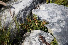 Morella kraussiana