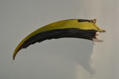 Aulacorhynchus prasinus