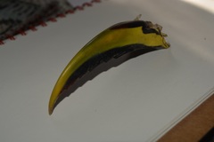 Aulacorhynchus prasinus