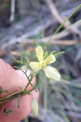 Clematis leptophylla