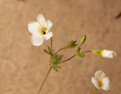 Leptosiphon chrysanthus decorus