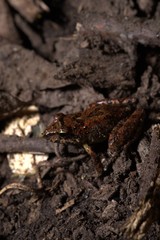 Pristimantis pteridophilus