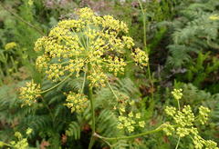 Notobubon ferulaceum